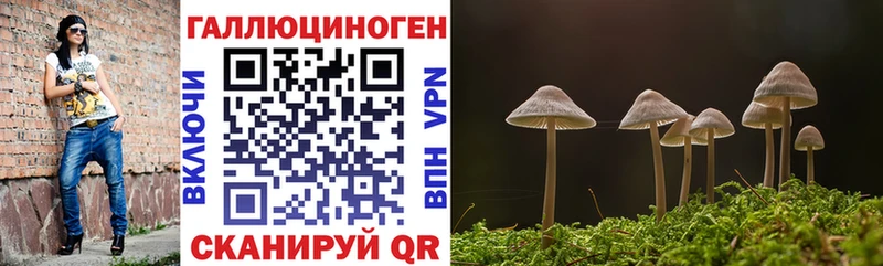 Псилоцибиновые грибы Psilocybine cubensis  Брянск 